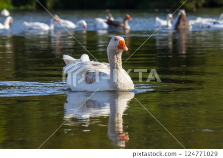 A domestic goose is a goose that humans have domesticated and kept for their meat, eggs, or down feathers. Domestic geese have been derived through selective breeding from the wild greylag goose A domestic goose is a goose that humans have domesticated and kept for their meat, eggs, or down feathers. Domestic geese have been derived through selective breeding from the wild greylag goose 124771029