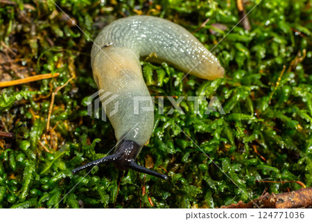 arion intermedius slug animal macro photography arion intermedius slug animal macro photography 124771036