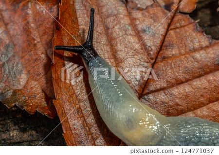 arion intermedius slug animal macro photography arion intermedius slug animal macro photography 124771037