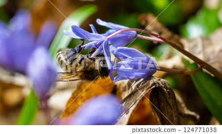 Working bee on a Scylla flowers in the park in spring Working bee on a Scylla flowers in the park in spring 124771038
