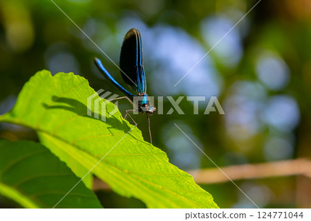 Colorful butterfly perched on a vibrant green leaf in a sunny forest setting during daytime hours Colorful butterfly perched on a vibrant green leaf in a sunny forest setting during daytime hours 124771044