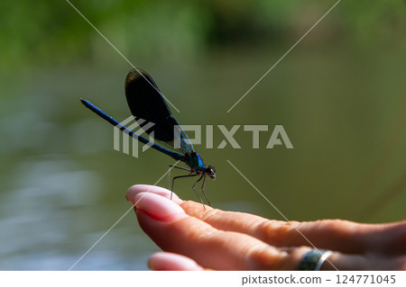 Bright blue dragonfly perched delicately on a person's hand by a tranquil river at midday, showcasing nature's beauty and gentle interaction Bright blue dragonfly perched delicately on a person's hand by a tranquil river at midday, showcasing nature's beauty and gentle interaction 124771045