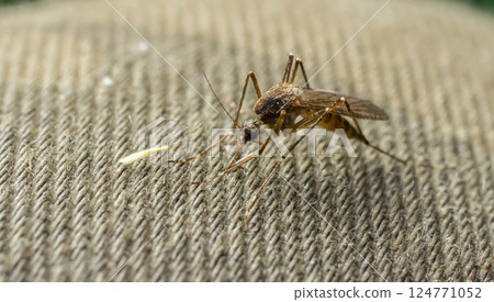 macro of Mosquito Suck in blood,Mosquito using mouth drill through clothes,mosquitoes are carrier of human and animal diseases,selecttive focus macro of Mosquito Suck in blood,Mosquito using mouth drill through clothes,mosquitoes are carrier of human and animal diseases,selecttive focus 124771052
