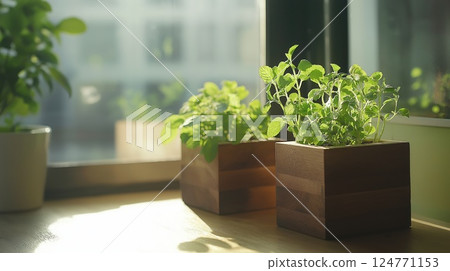 Fresh green herbs growing in wooden pots on a sunlit windowsill in a cozy morning kitchen. Concept of home gardening, freshness, calm routine and natural lifestyle Fresh green herbs growing in wooden pots on a sunlit windowsill in a cozy morning kitchen. Concept of home gardening, freshness, calm routine and natural lifestyle 124771153