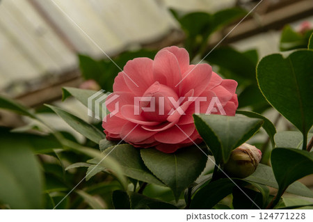 camellia camellia 124771228