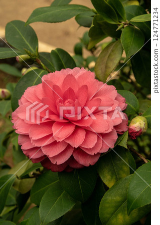 camellia 124771234