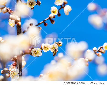 一隻可愛的蜜蜂正在勤奮地從盛開的梅花中採集花蜜 124771427