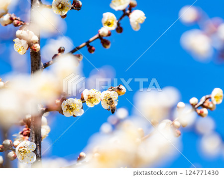 A cute honeybee diligently collecting nectar from a plum blossom in full bloom A cute honeybee diligently collecting nectar from a plum blossom in full bloom 124771430