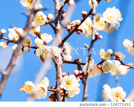 一隻可愛的蜜蜂正在勤奮地從盛開的梅花中採集花蜜 一隻可愛的蜜蜂正在勤奮地從盛開的梅花中採集花蜜 124771431