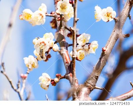 A cute honeybee diligently collecting nectar from a plum blossom in full bloom 124771433