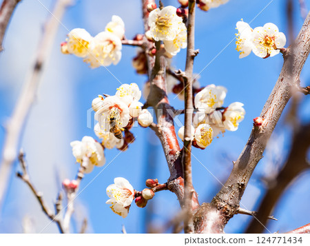 A cute honeybee diligently collecting nectar from a plum blossom in full bloom A cute honeybee diligently collecting nectar from a plum blossom in full bloom 124771434