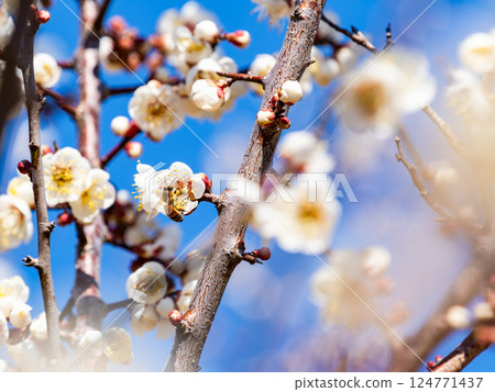 A cute honeybee diligently collecting nectar from a plum blossom in full bloom 124771437