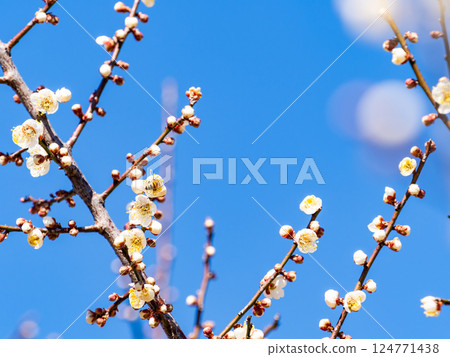 A cute honeybee diligently collecting nectar from a plum blossom in full bloom 124771438
