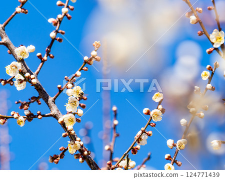 A cute honeybee diligently collecting nectar from a plum blossom in full bloom 124771439