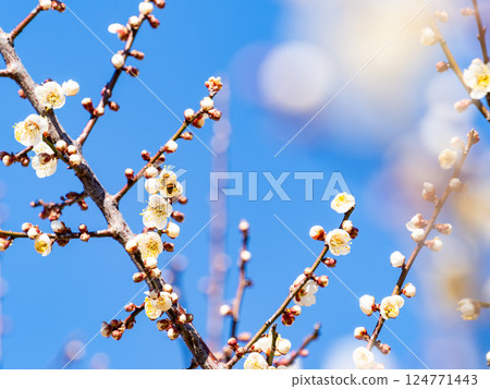 A cute honeybee diligently collecting nectar from a plum blossom in full bloom 124771443