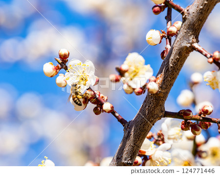 A cute honeybee diligently collecting nectar from a plum blossom in full bloom A cute honeybee diligently collecting nectar from a plum blossom in full bloom 124771446