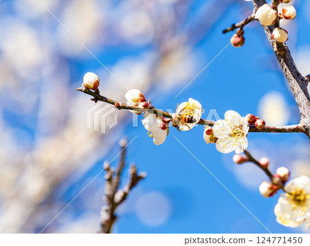A cute honeybee diligently collecting nectar from a plum blossom in full bloom A cute honeybee diligently collecting nectar from a plum blossom in full bloom 124771450