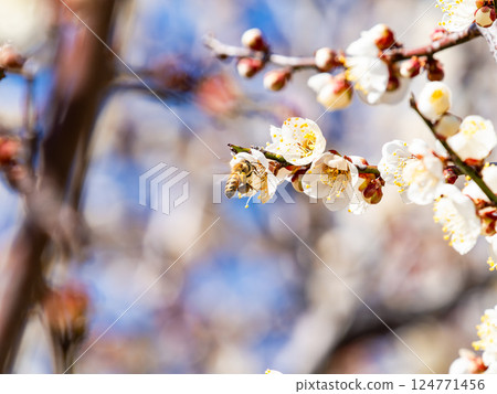 A cute honeybee diligently collecting nectar from a plum blossom in full bloom 124771456