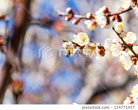 A cute honeybee diligently collecting nectar from a plum blossom in full bloom 124771457