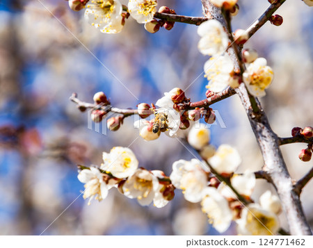 一隻可愛的蜜蜂正在勤奮地從盛開的梅花中採集花蜜 124771462