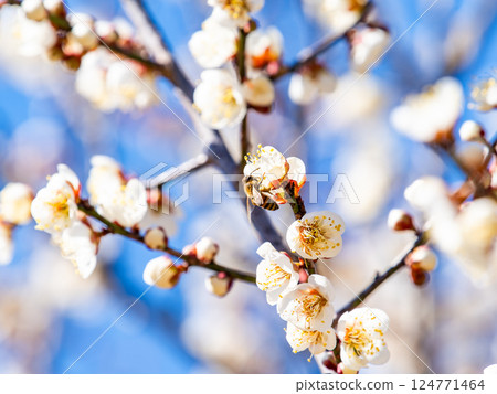 A cute honeybee diligently collecting nectar from a plum blossom in full bloom 124771464