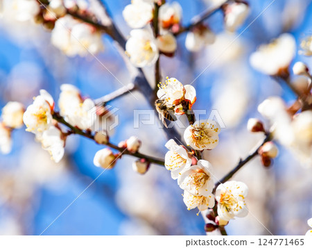 A cute honeybee diligently collecting nectar from a plum blossom in full bloom A cute honeybee diligently collecting nectar from a plum blossom in full bloom 124771465