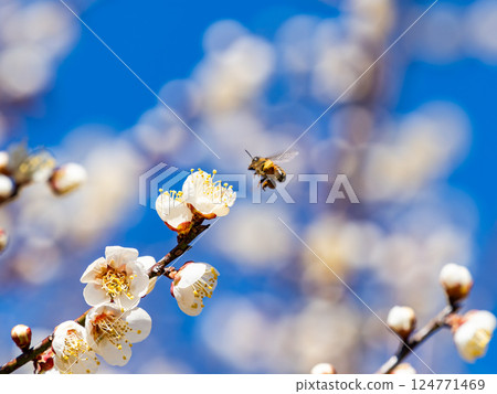 A cute honeybee diligently collecting nectar from a plum blossom in full bloom A cute honeybee diligently collecting nectar from a plum blossom in full bloom 124771469