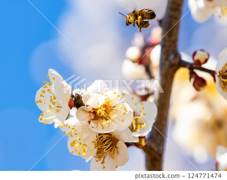 A cute honeybee diligently collecting nectar from a plum blossom in full bloom 124771474