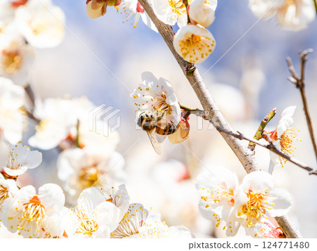 A cute honeybee diligently collecting nectar from a plum blossom in full bloom A cute honeybee diligently collecting nectar from a plum blossom in full bloom 124771480