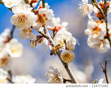 A cute honeybee diligently collecting nectar from a plum blossom in full bloom A cute honeybee diligently collecting nectar from a plum blossom in full bloom 124771482
