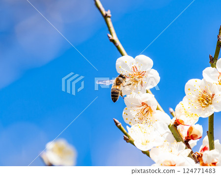A cute honeybee diligently collecting nectar from a plum blossom in full bloom 124771483