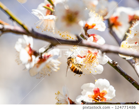 一隻可愛的蜜蜂正在勤奮地從盛開的梅花中採集花蜜 124771486