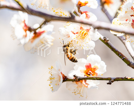 A cute honeybee diligently collecting nectar from a plum blossom in full bloom 124771488