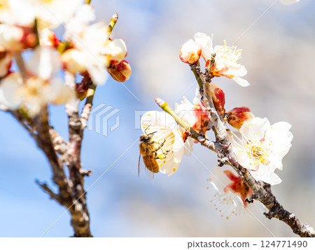 A cute honeybee diligently collecting nectar from a plum blossom in full bloom 124771490