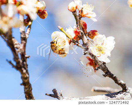 A cute honeybee diligently collecting nectar from a plum blossom in full bloom A cute honeybee diligently collecting nectar from a plum blossom in full bloom 124771492
