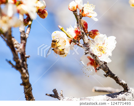 A cute honeybee diligently collecting nectar from a plum blossom in full bloom A cute honeybee diligently collecting nectar from a plum blossom in full bloom 124771493