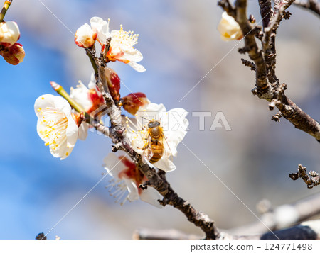 一隻可愛的蜜蜂正在勤奮地從盛開的梅花中採集花蜜 124771498