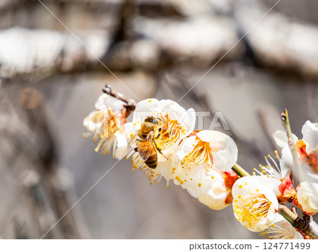 A cute honeybee diligently collecting nectar from a plum blossom in full bloom 124771499