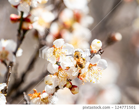 一隻可愛的蜜蜂正在勤奮地從盛開的梅花中採集花蜜 124771501