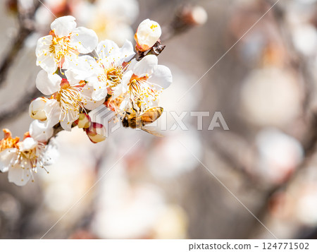 A cute honeybee diligently collecting nectar from a plum blossom in full bloom A cute honeybee diligently collecting nectar from a plum blossom in full bloom 124771502