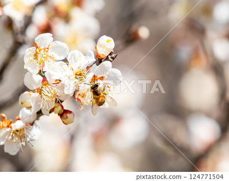 一隻可愛的蜜蜂正在勤奮地從盛開的梅花中採集花蜜 124771504