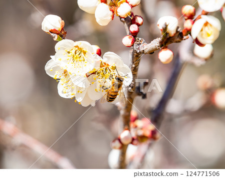 A cute honeybee diligently collecting nectar from a plum blossom in full bloom A cute honeybee diligently collecting nectar from a plum blossom in full bloom 124771506