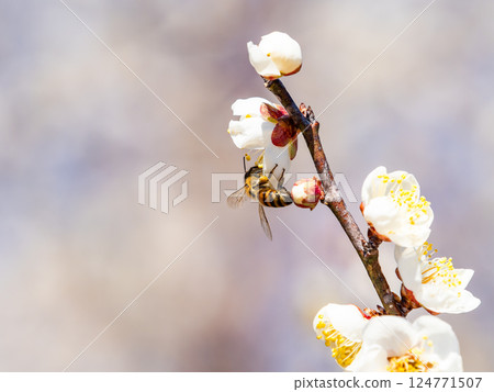 一隻可愛的蜜蜂正在勤奮地從盛開的梅花中採集花蜜 一隻可愛的蜜蜂正在勤奮地從盛開的梅花中採集花蜜 124771507