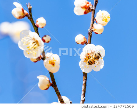 A cute honeybee diligently collecting nectar from a plum blossom in full bloom A cute honeybee diligently collecting nectar from a plum blossom in full bloom 124771509
