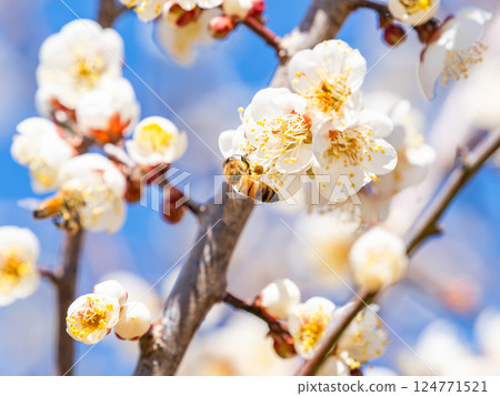 A cute honeybee diligently collecting nectar from a plum blossom in full bloom 124771521