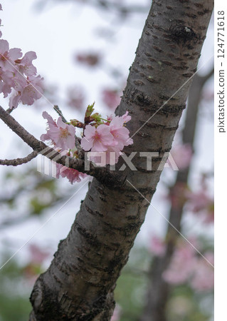 Cherry blossoms Cherry blossoms 124771618
