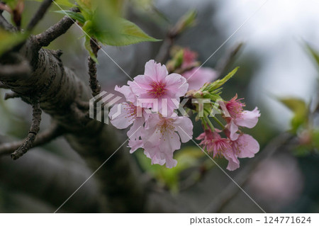 Cherry blossoms  124771624