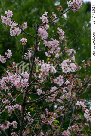 Cherry blossoms Cherry blossoms 124771627