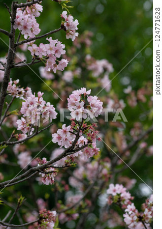 Cherry blossoms Cherry blossoms 124771628