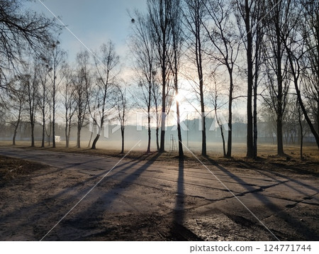 Sunrise Between the Trees. Silhouettes of trees against a blue background of the sky. The rays of the sun break through the tree like a star. The Concept of Dawn 124771744
